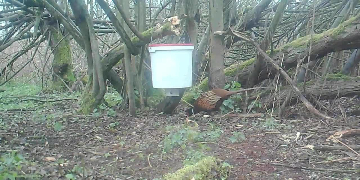 Fasan- und Rebhuhnfütterung – Futterautomat für Niederwild